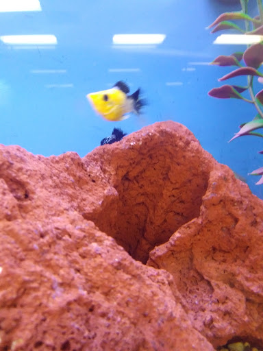 Pet Supply Store «Petco Animal Supplies», reviews and photos, 2805 E 29th Ave, Spokane, WA 99223, USA