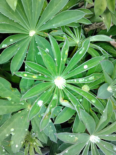 Hardware Store «McLendon Hardware», reviews and photos, 10210 16th Ave SW, Seattle, WA 98146, USA