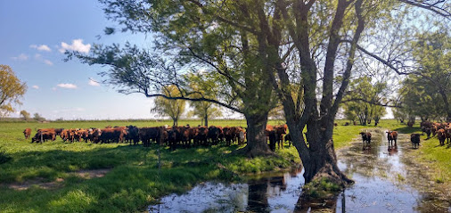 Asociacion GrassFed Argentina Regenerando Suelos