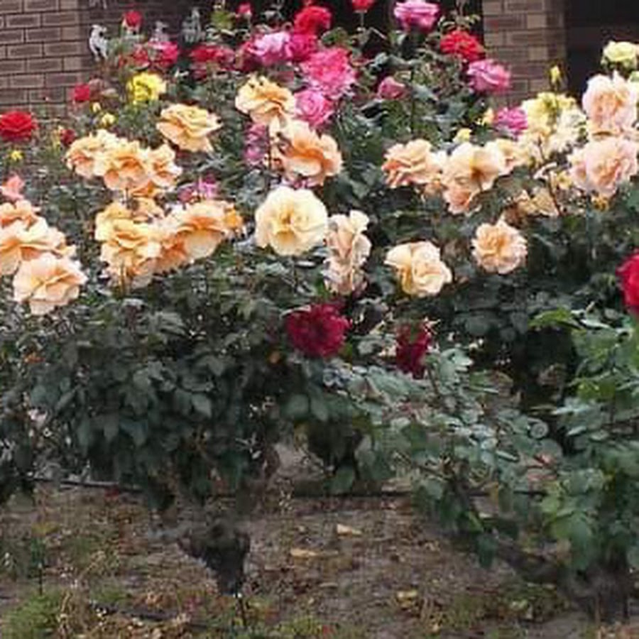 JGS Roses