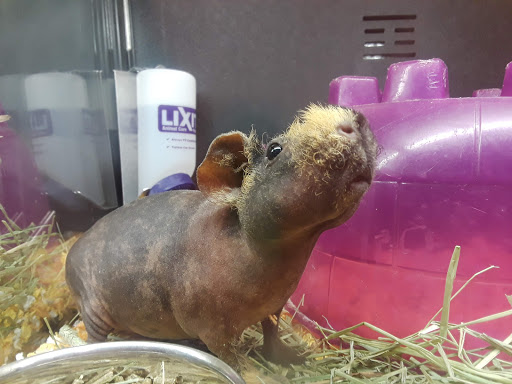 Pet Supply Store «PetSmart», reviews and photos, 3995 Welsh Rd, Willow Grove, PA 19090, USA