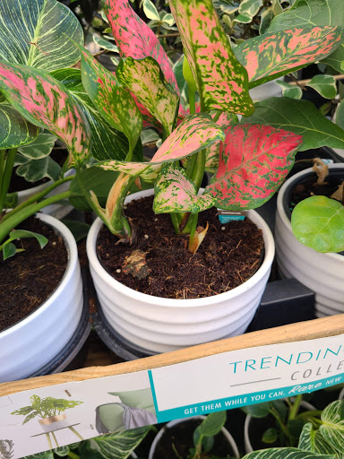 Home Improvement Store «The Home Depot», reviews and photos, 1151 W Copans Rd, Pompano Beach, FL 33064, USA