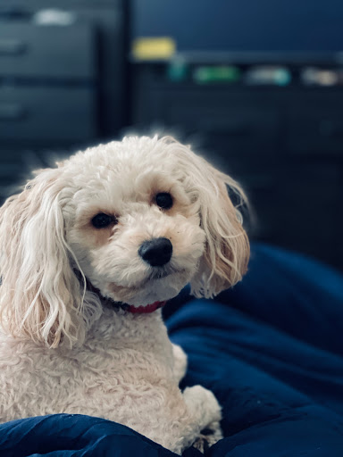 Pet Store «Yuppy Puppy Pet Shop», reviews and photos, 292 Frantz Rd, Stroudsburg, PA 18360, USA