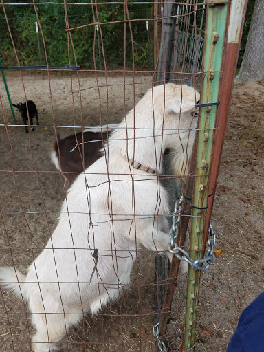 Tourist Attraction «Cajun Country Corn», reviews and photos, 40833 LA-16, Amite City, LA 70422, USA
