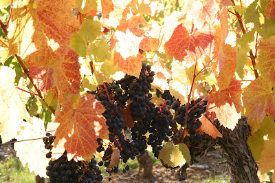 PELVILLAIN VINS "L'expression des terroirs" Grand Vins de CAHORS à Pescadoires