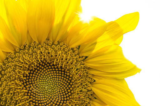 Yinyang Medicina Xinesa Clàssica en Salt, Girona