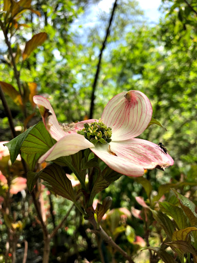 Garden Center «Stonewall Garden Center», reviews and photos, 4675 PA-447, Canadensis, PA 18325, USA