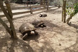 The Tortoise Village image