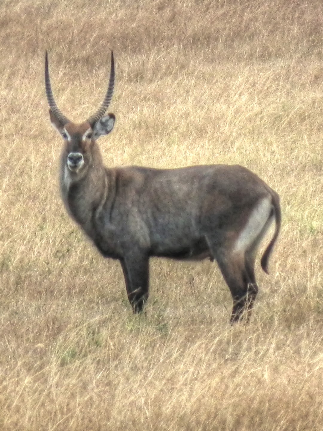 Nzohe Hunting Safaris