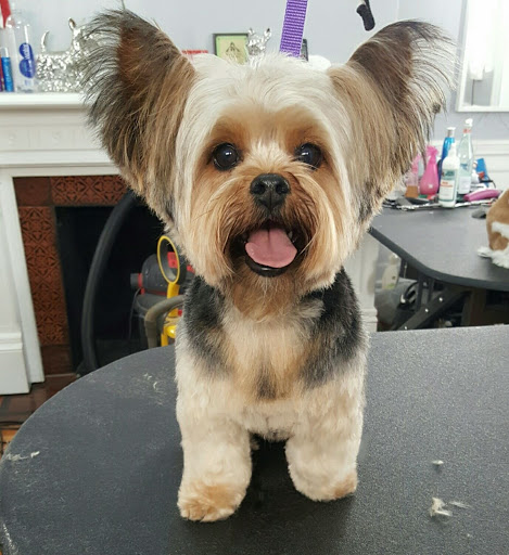 Pet Store «Pawsh Dog Boutique», reviews and photos, 31 Gloucester St, Boston, MA 02115, USA