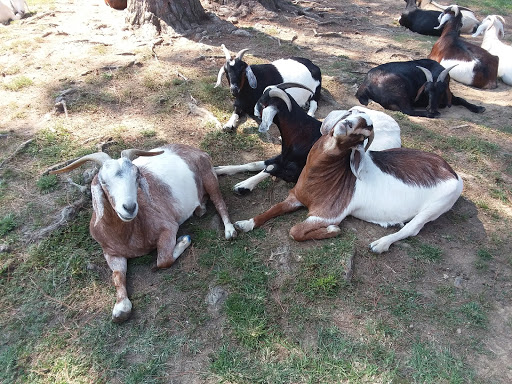 Amusement Park «Adventure Park At Grants Mill», reviews and photos, 5405 Beacon Dr, Irondale, AL 35210, USA