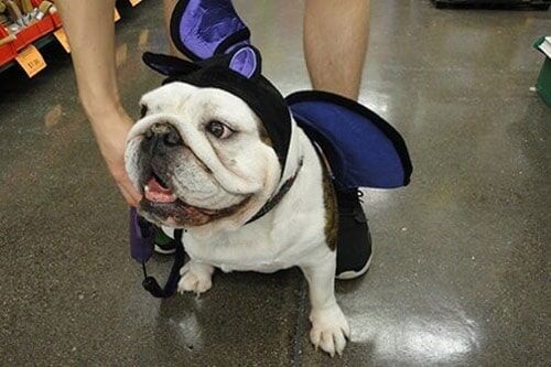 Pet Supply Store «Atlas Pet Supply», reviews and photos, 1798 Market Dr, Stillwater, MN 55082, USA