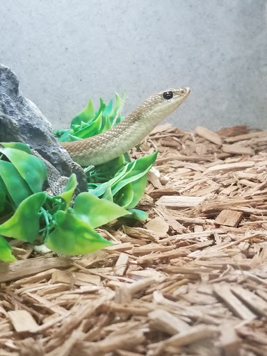 Reptile Store «LLLReptile & Supply Las Vegas», reviews and photos, 8450 W Sahara Ave #105, Las Vegas, NV 89117, USA