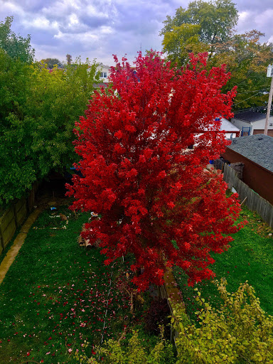 Park «Unity Playlot Park», reviews and photos, 2636 N Kimball Ave, Chicago, IL 60647, USA