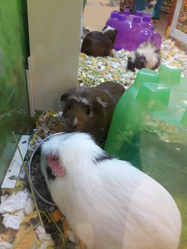 Pet Supply Store «PetSmart», reviews and photos, 24965 Pico Canyon Rd, Stevenson Ranch, CA 91381, USA