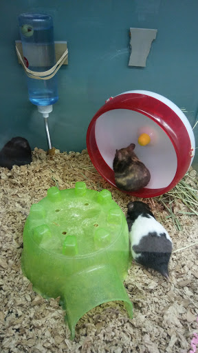 Pet Supply Store «Pet Supplies Plus», reviews and photos, 1773 Berlin Turnpike, Wethersfield, CT 06109, USA