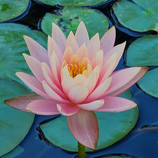 Performing Arts Theater «Barbara B. Mann Performing Arts Hall», reviews and photos, 13350 FSW Pkwy, Fort Myers, FL 33919, USA