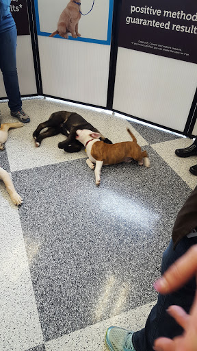 Pet Supply Store «Petco Animal Supplies», reviews and photos, 2000 NE Burnside Rd, Gresham, OR 97030, USA