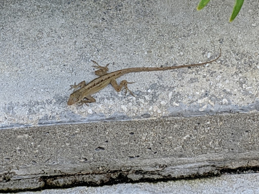 History Museum «Henry Morrison Flagler Museum», reviews and photos, 1 Whitehall Way, Palm Beach, FL 33480, USA