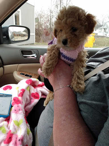 Pet Store «Southside Pet Shop», reviews and photos, 7031 Southside Dr, Louisville, KY 40214, USA