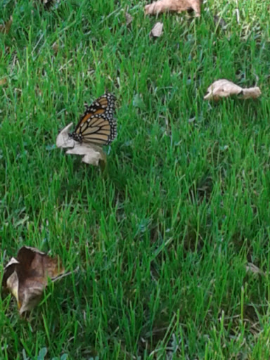 Vegetation «Creekside Grove», reviews and photos, PA-374, Nicholson, PA 18446, USA