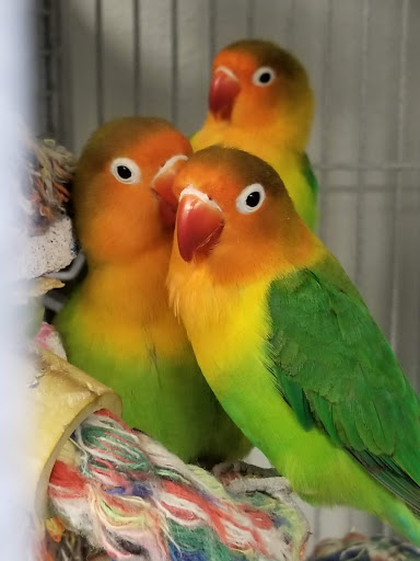 Pet Store «Exotic Pets», reviews and photos, 2410 N Decatur Blvd #160, Las Vegas, NV 89108, USA