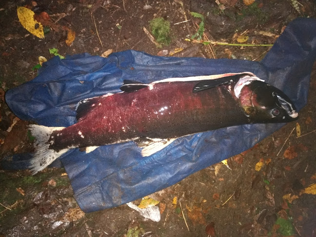 Minimarket Don Chalo - Panguipulli