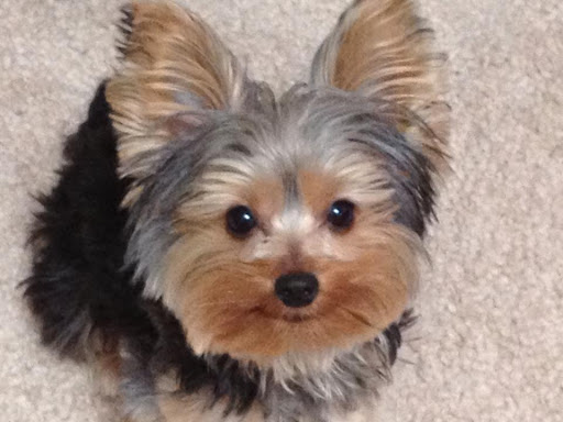 Pet Store «Pet City», reviews and photos, 14200 E Alameda Ave #2036, Aurora, CO 80012, USA