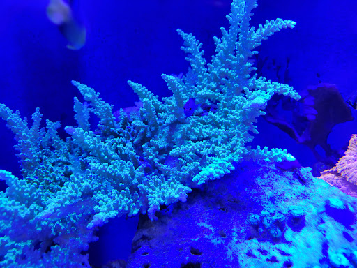 Pet Store «Aquarium Designs», reviews and photos, 15229 San Pedro Ave, San Antonio, TX 78232, USA