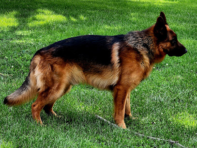 Ewig Krieger Kennels (German Shepherd Puppies & Training)