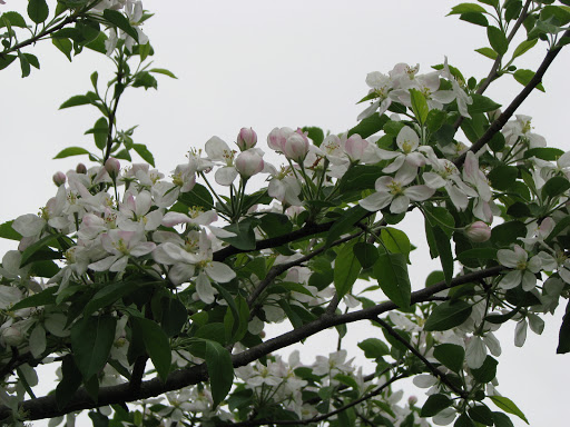 Nature Preserve «River Trail Nature Center», reviews and photos, 3120 Milwaukee Ave, Northbrook, IL 60062, USA