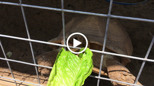 Tourist Attraction «Lucky Ladd Farms», reviews and photos, 4374 Rocky Glade Rd, Eagleville, TN 37060, USA