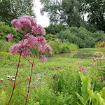 Photo n° 4 de l'avis de LAGRAVIERE.G fait le 02/09/2019 à 20:12 pour jardin d'eau de l'Aubépré à Gélaucourt