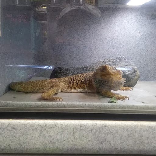 Pet Store «Cold Blooded Pets», reviews and photos, 176 Main St, Acushnet, MA 02743, USA