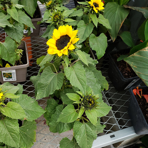 Home Improvement Store «The Home Depot», reviews and photos, 3355 Cobb Pkwy N, Acworth, GA 30101, USA