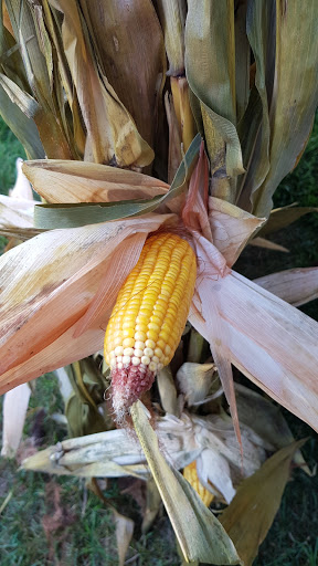 Event Planner «Gaither Family Resources», reviews and photos, 1617 S Park Ave, Alexandria, IN 46001, USA