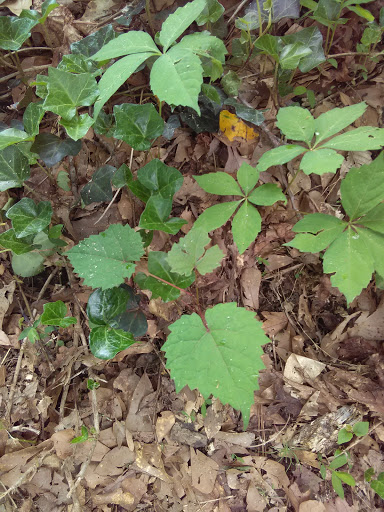 National Park «Chattahoochee River National Recreation Area - Allenbrook Unit», reviews and photos, 227 S Atlanta St, Roswell, GA 30075, USA