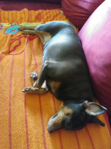 Pet Supply Store «Pet Supplies Plus», reviews and photos, 3100 Manchester Rd, Akron, OH 44319, USA