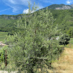 Photo n°2 de l'avis de Katja.t fait le 20/07/2021 à 20:54 sur le  Goldene Traube Tramin à Tramin an der Weinstraße