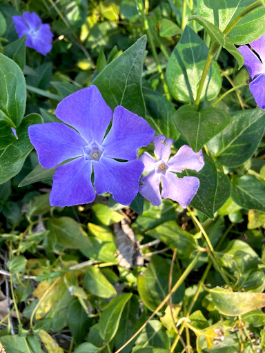 Market «Golden Empire Market», reviews and photos, 105 W Empire St, Grass Valley, CA 95945, USA