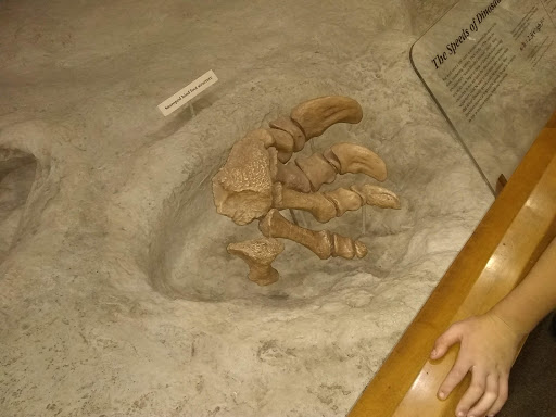 Gift Shop «Dinosaur Valley State Park Store», reviews and photos, 1629 Park Rd 59, Glen Rose, TX 76043, USA