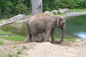 Asian Elephants at Bronx Zoo image