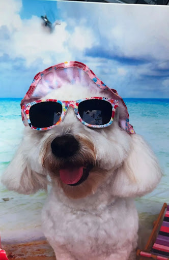 Pet Supply Store «PetSmart», reviews and photos, 1116 S Rochester Rd, Rochester Hills, MI 48307, USA