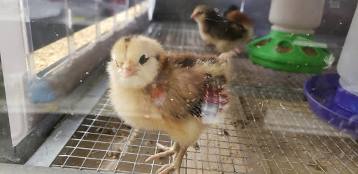 Animal Feed Store «IFA Country Stores», reviews and photos, 1071 Pioneer Rd, Draper, UT 84020, USA