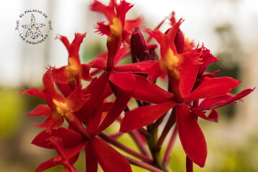El Palacio De Las Orquideas