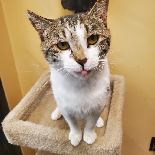 Pet Supply Store «PetSmart», reviews and photos, 5900 Carlisle Pike, Mechanicsburg, PA 17050, USA