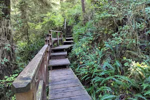 Rainforest Trail image