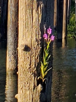 Canoe & Kayak Rental Service «Scappoose Bay Paddling Center», reviews and photos, 57420 Old Portland Rd, Warren, OR 97053, USA