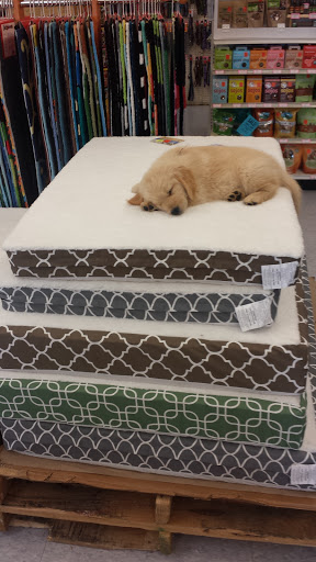 Pet Supply Store «Pet Food Warehouse, Ltd.», reviews and photos, 2455 Shelburne Rd, Shelburne, VT 05482, USA