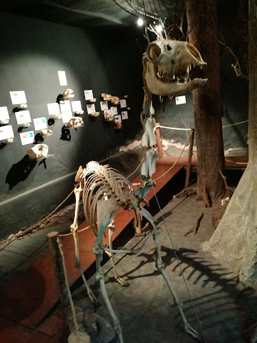El Museo de Esqueletología